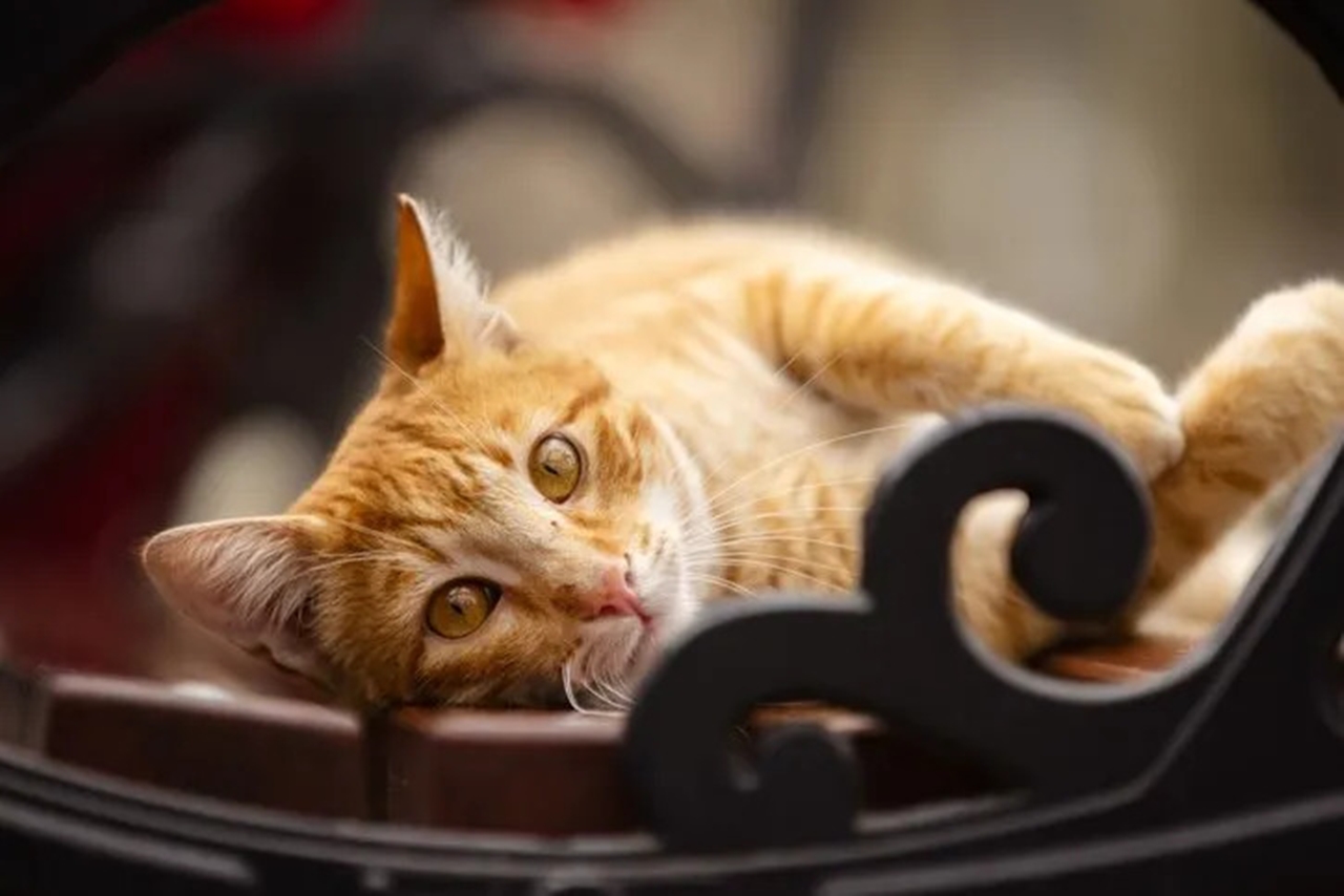 Kedilerin mırlaması: Mutluluğun ötesinde şifa veren bir melodi