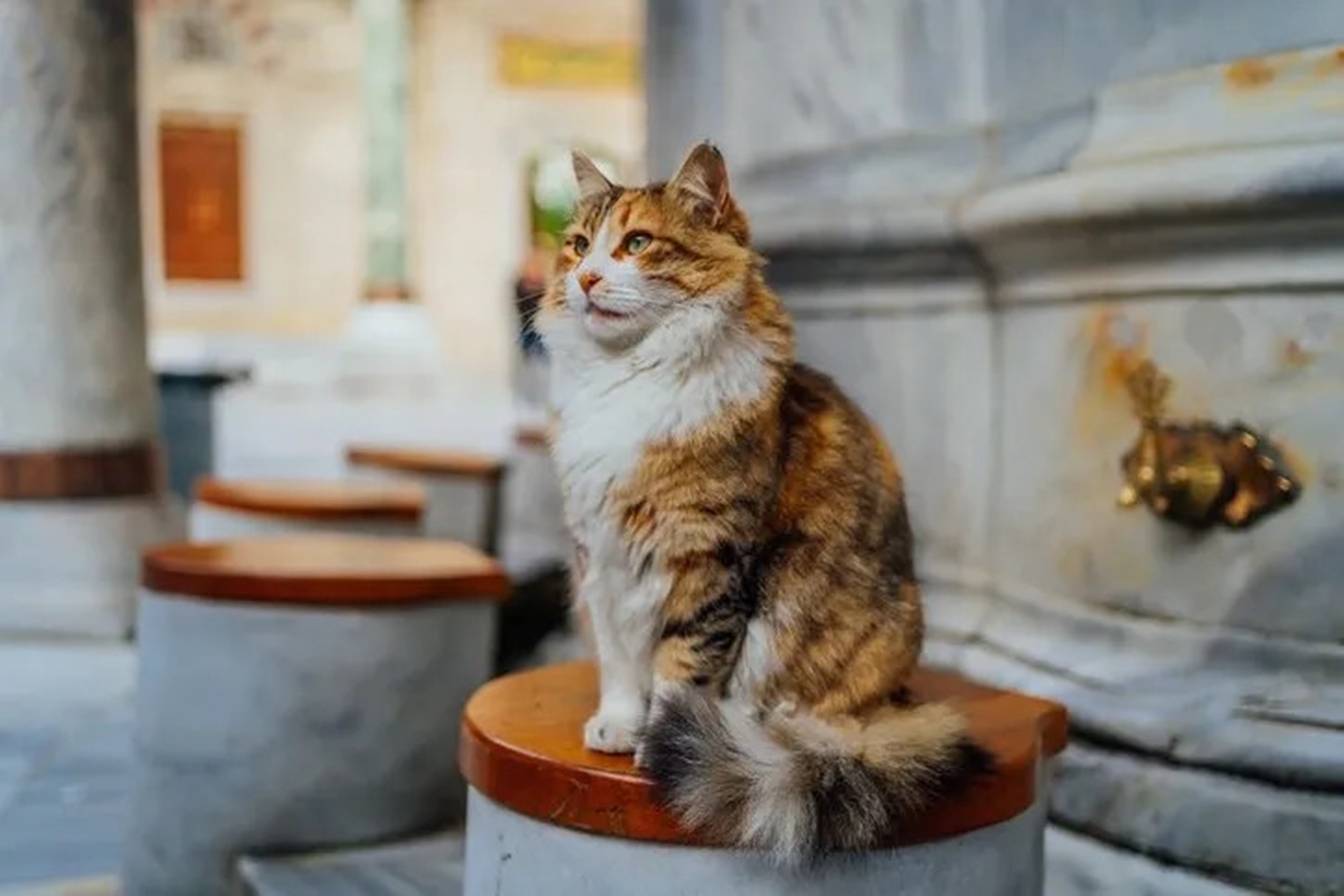 Kedilerin mırlaması: Mutluluğun ötesinde şifa veren bir melodi