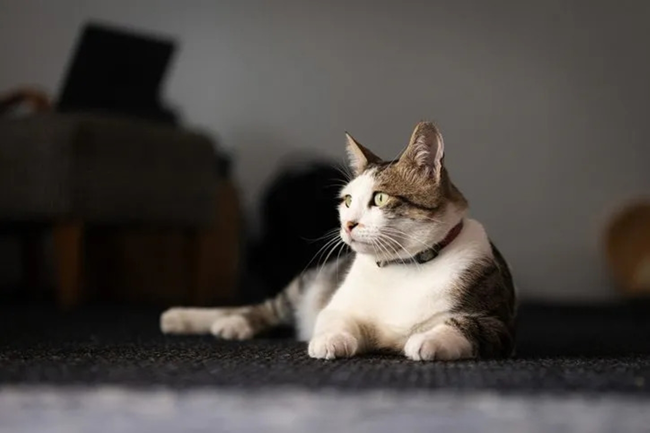 Kedilerin mırlaması: Mutluluğun ötesinde şifa veren bir melodi