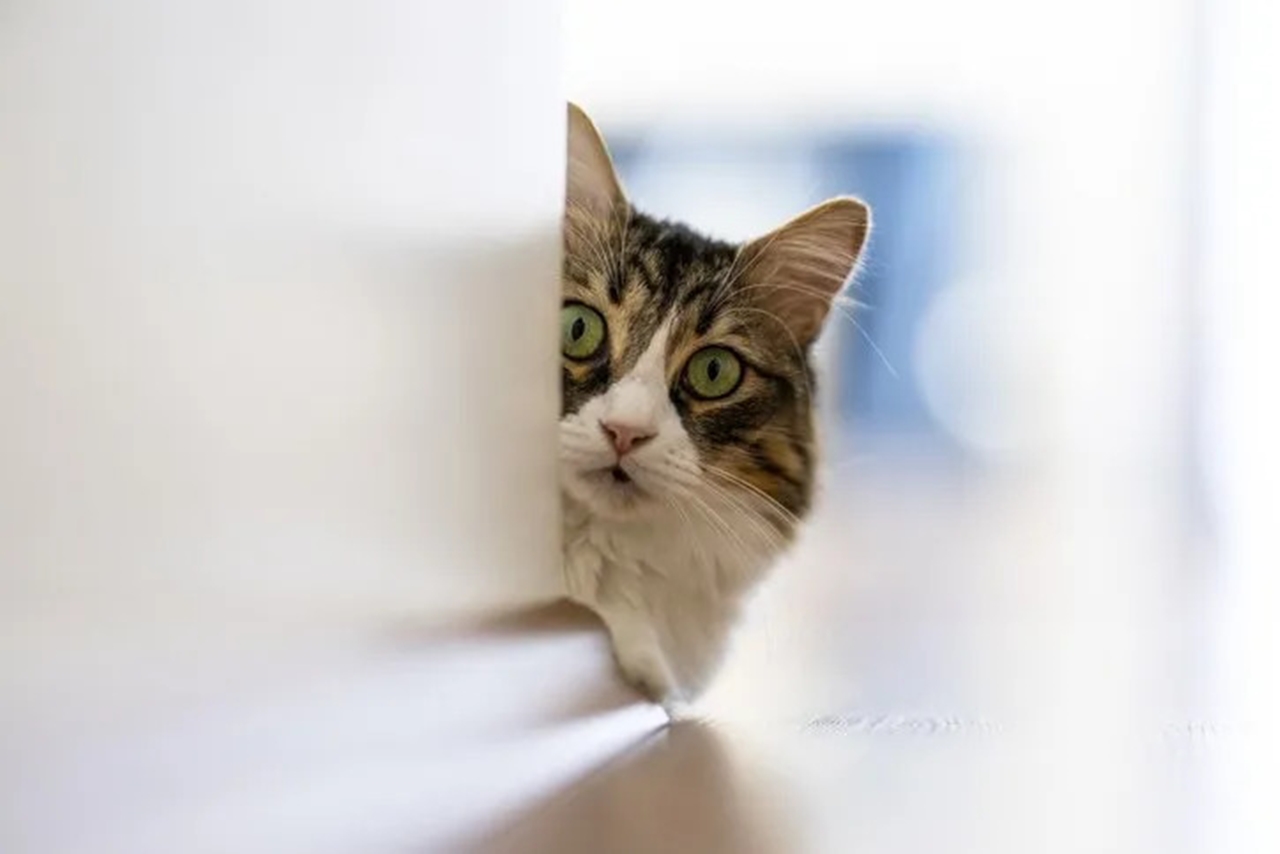 Kedilerin mırlaması: Mutluluğun ötesinde şifa veren bir melodi