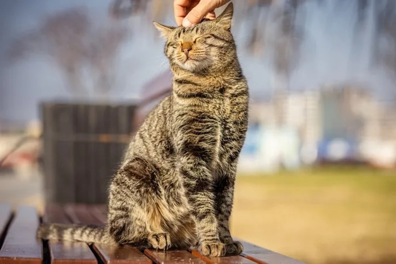 Kedilerin mırlaması: Mutluluğun ötesinde şifa veren bir melodi