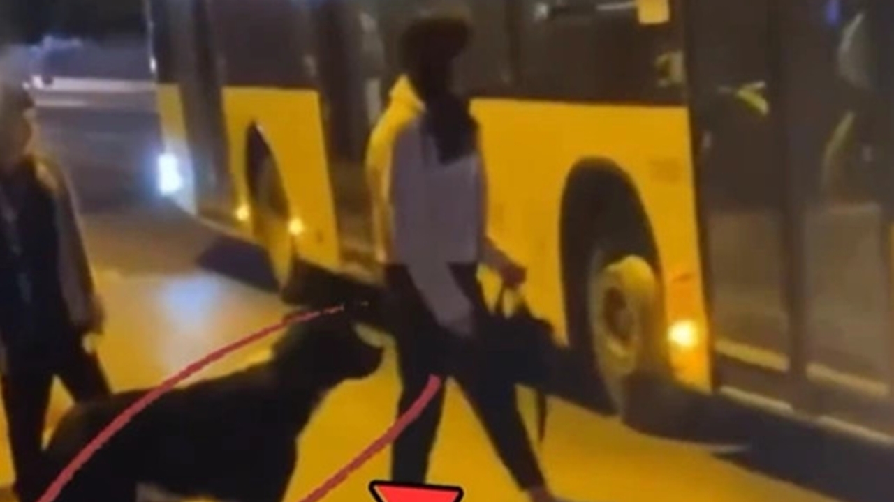 İstanbul'da 52 Durak yolculuk eden sevimli köpek