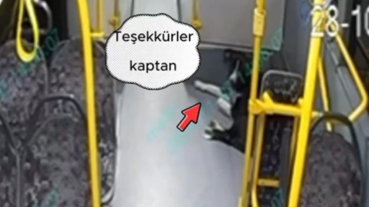 İstanbul'da 52 Durak yolculuk eden sevimli köpek