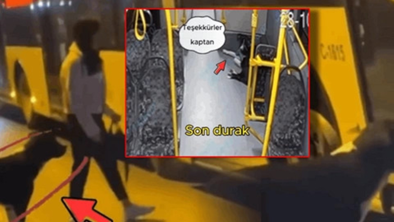 İstanbul'da 52 Durak yolculuk eden sevimli köpek