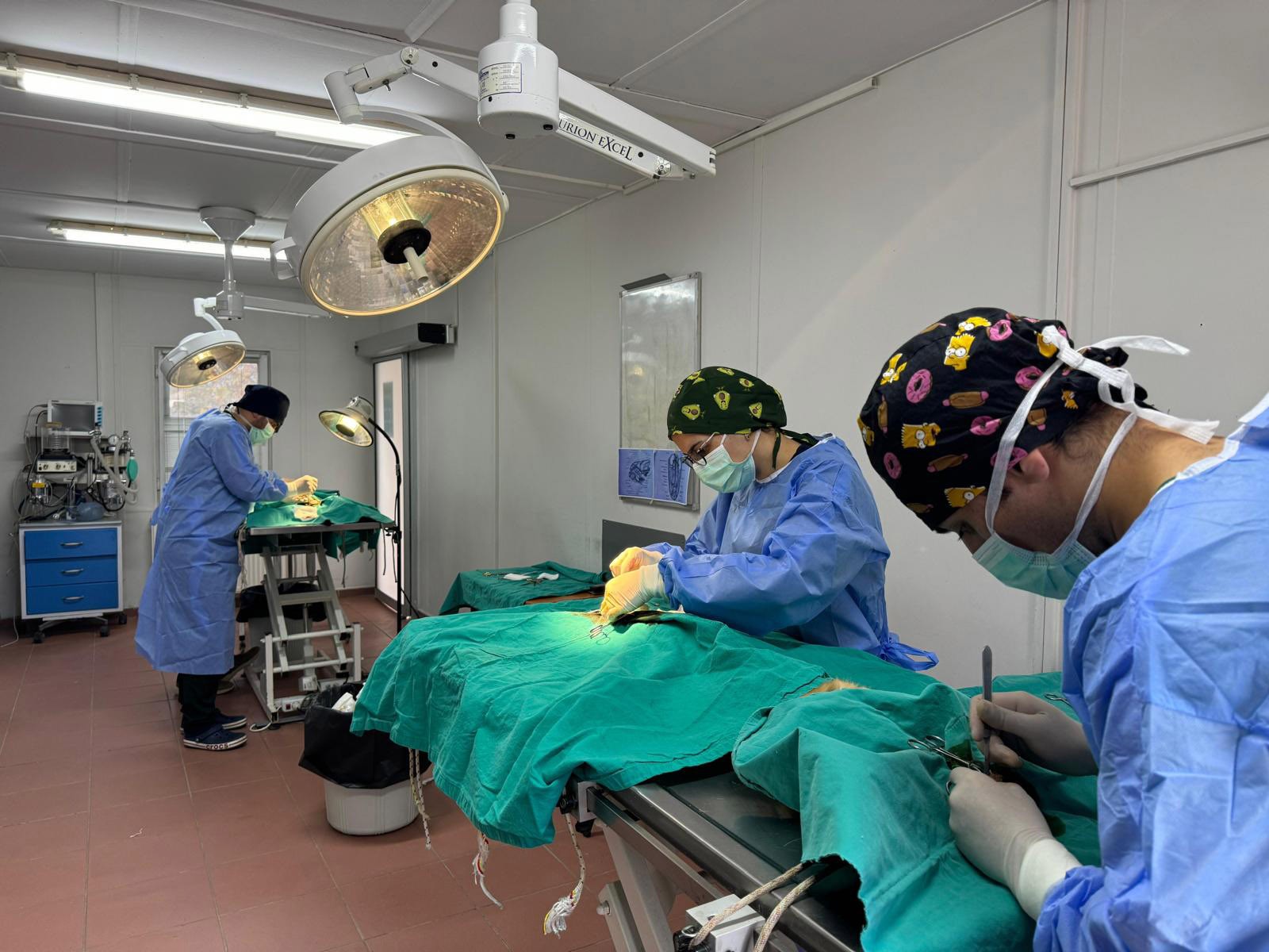 Mutlu patiler projesi: Sokaklara sevgi, hayvanlara güvence