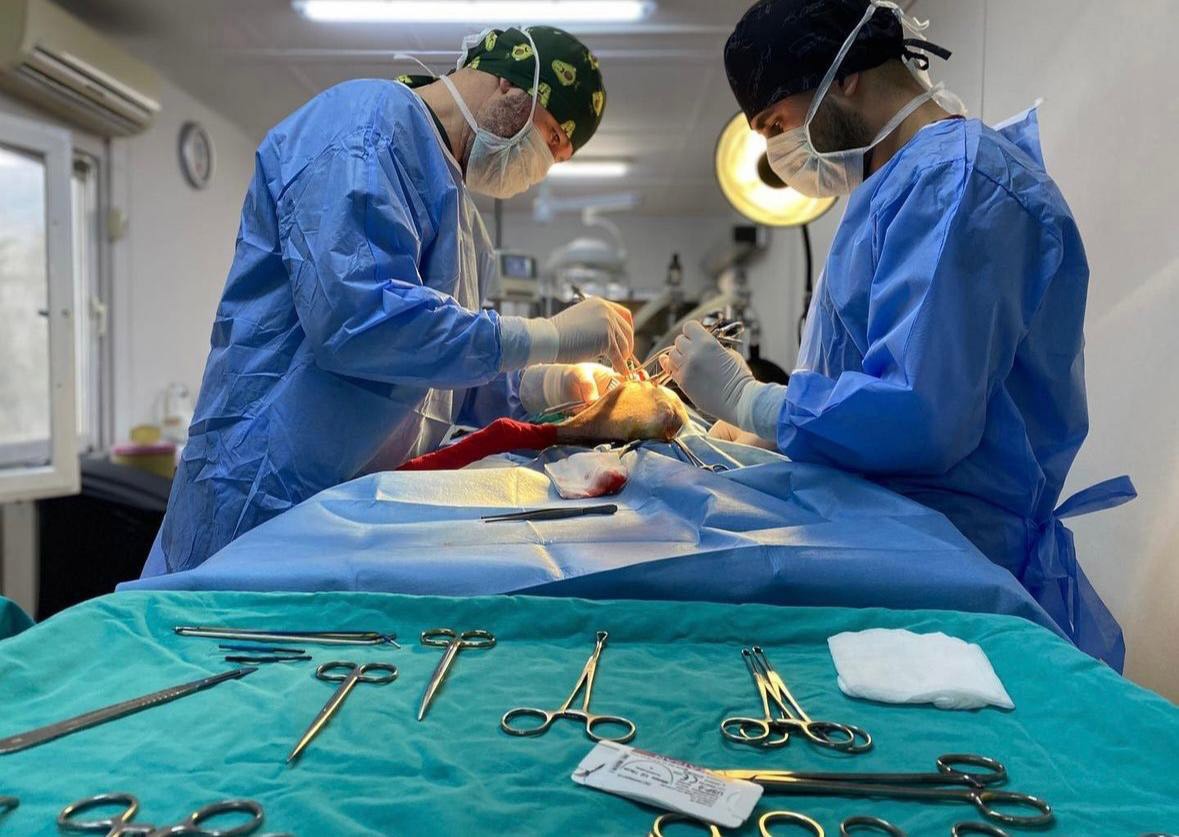 Mutlu patiler projesi: Sokaklara sevgi, hayvanlara güvence