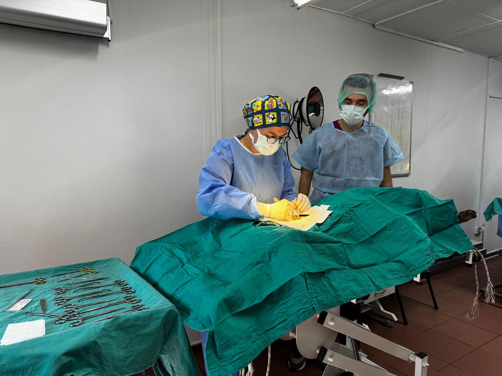 Mutlu patiler projesi: Sokaklara sevgi, hayvanlara güvence