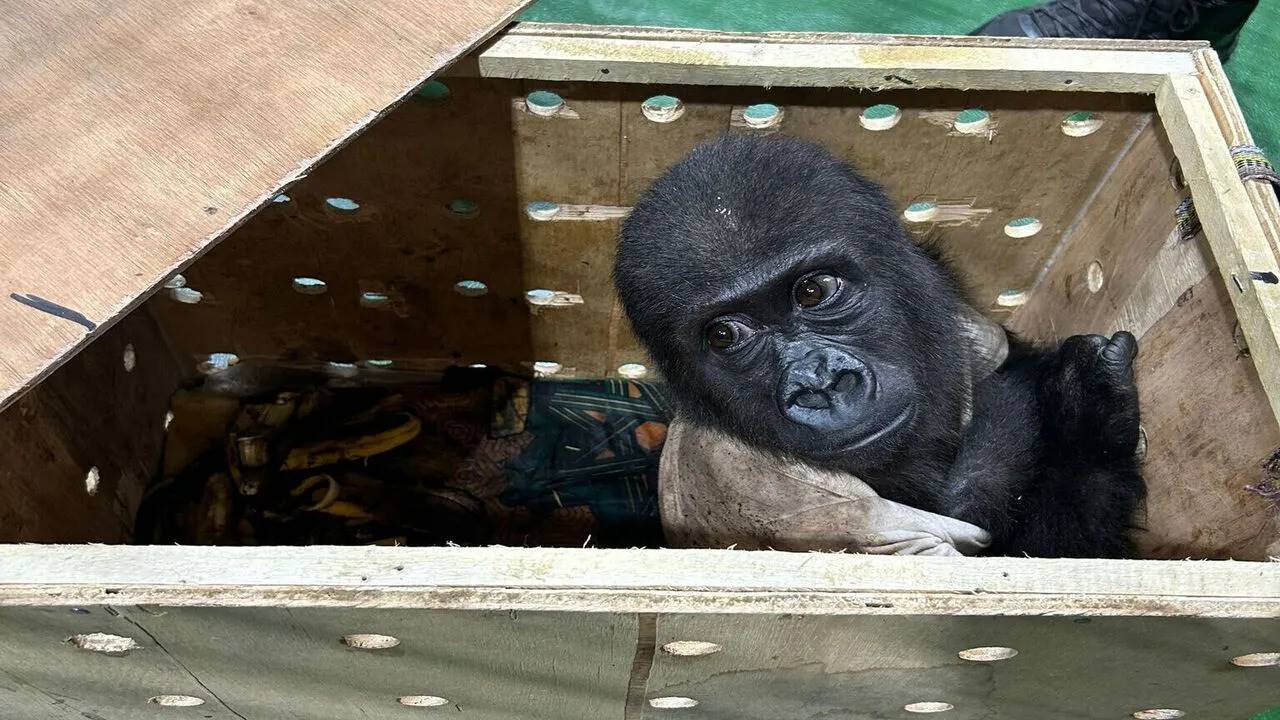 İstanbul Havalimanı'nda yavru goril için isim arayışı