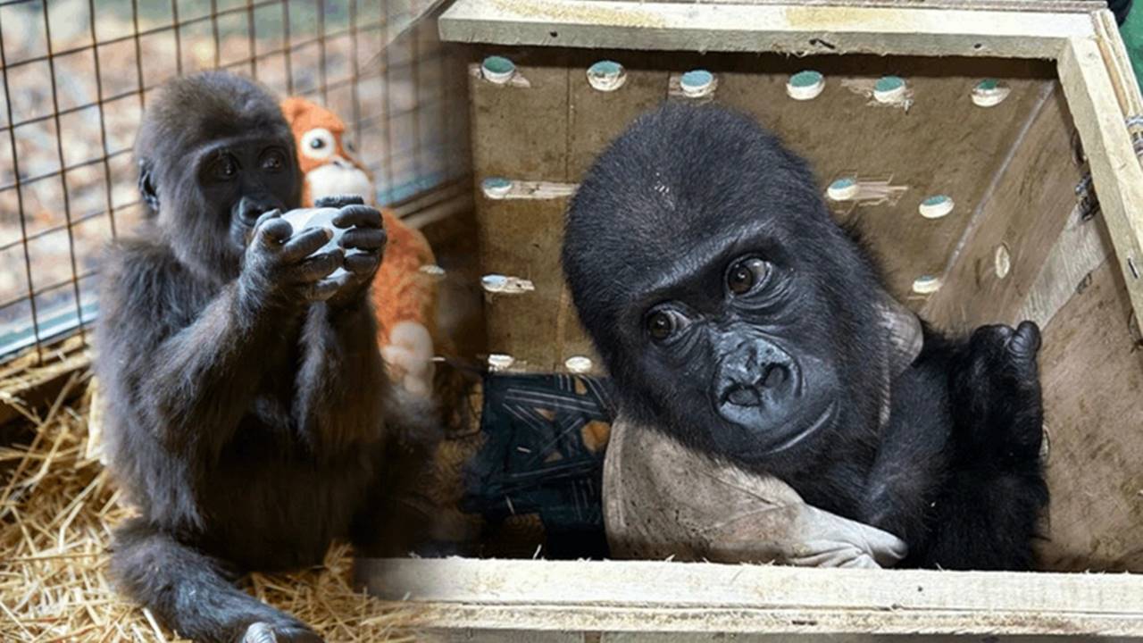 İstanbul Havalimanı'nda yavru goril için isim arayışı