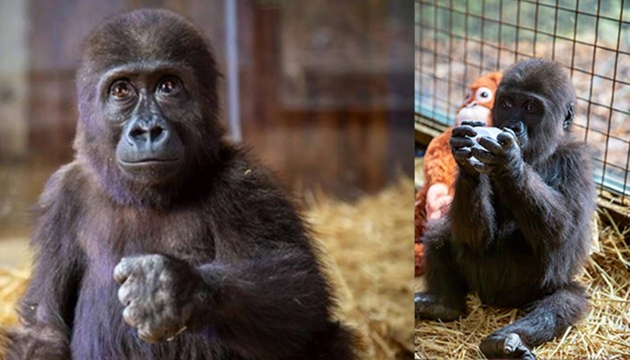 İstanbul Havalimanı'nda yavru goril için isim arayışı