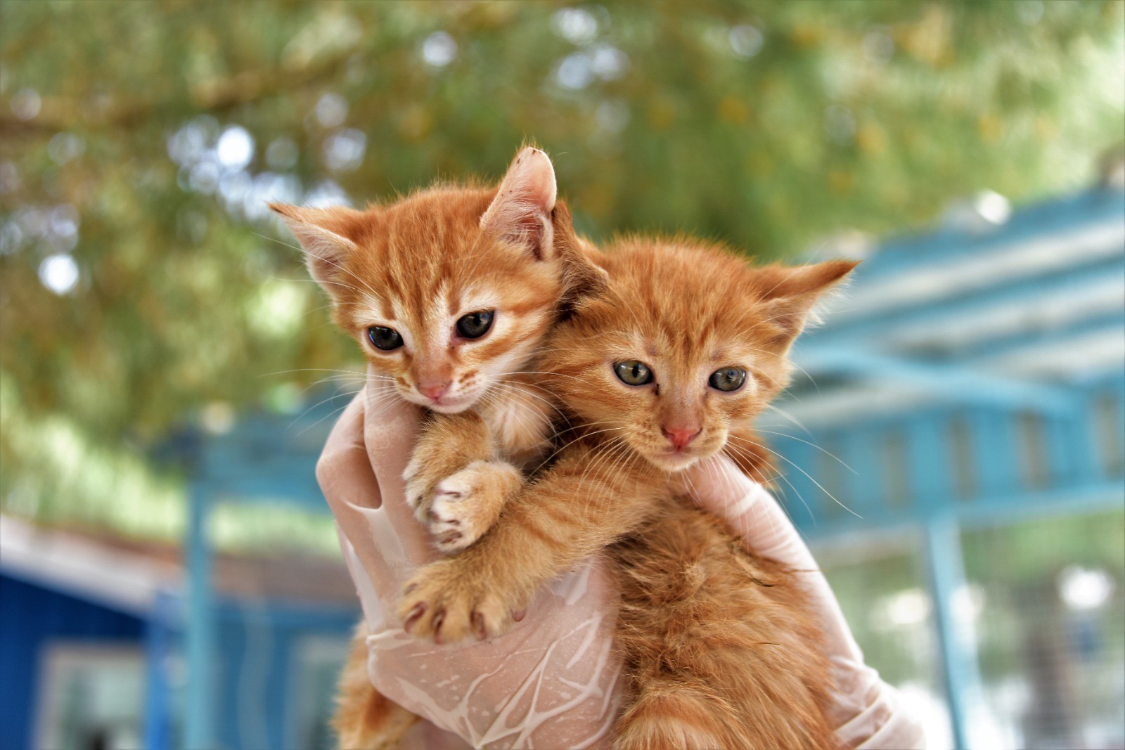 Yıldırım’dan Sokak hayvanlarına yeni bir hayat: Mutlu patiler başladı