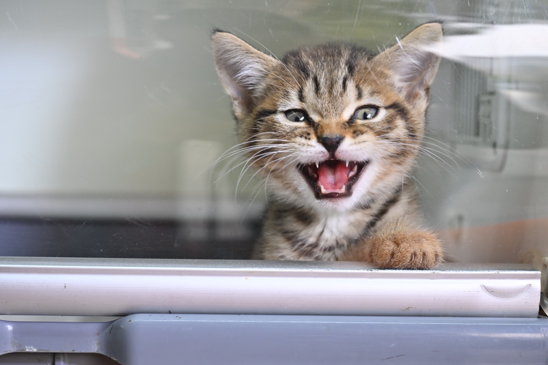 Yıldırım’dan Sokak hayvanlarına yeni bir hayat: Mutlu patiler başladı