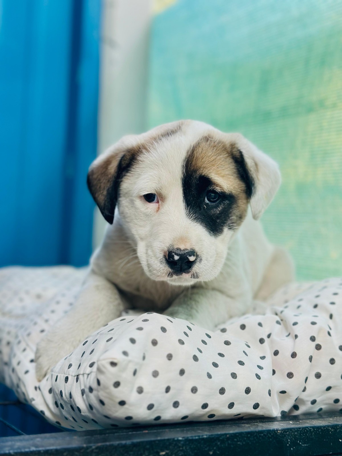Yıldırım’dan Sokak hayvanlarına yeni bir hayat: Mutlu patiler başladı