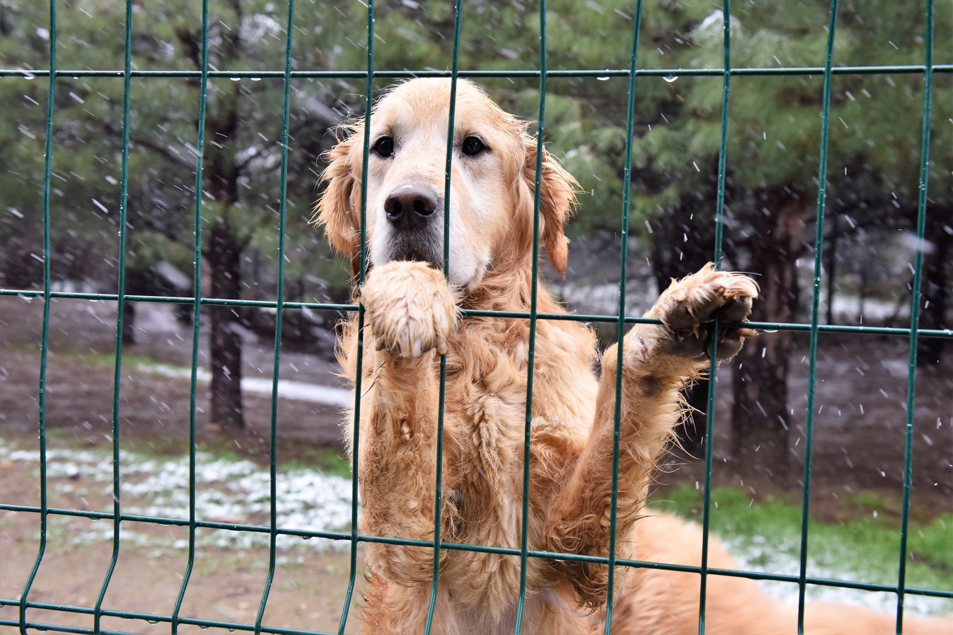 Yıldırım’dan Sokak hayvanlarına yeni bir hayat: Mutlu patiler başladı