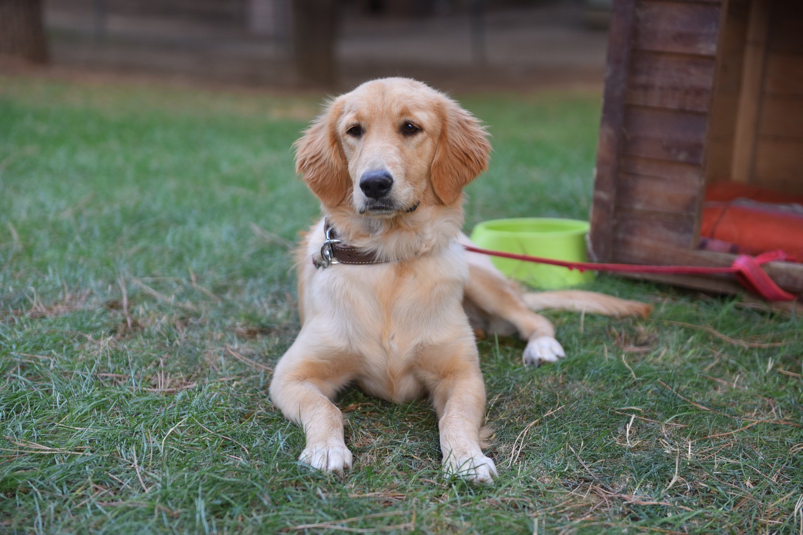 Yıldırım’dan Sokak hayvanlarına yeni bir hayat: Mutlu patiler başladı