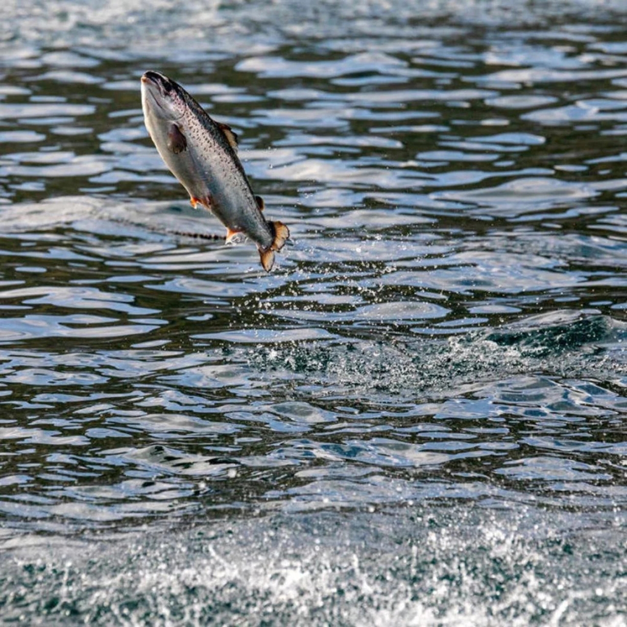 Norveç’te Somon firarı: Ekosistem için büyük tehdit