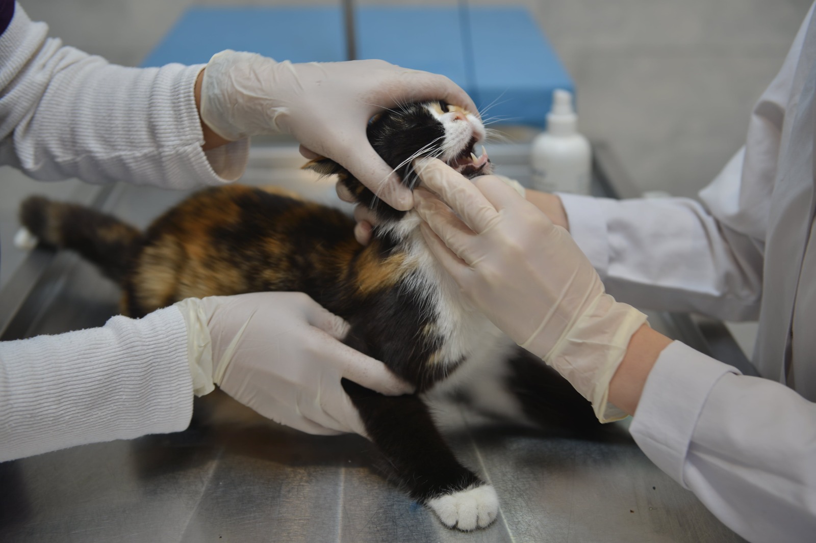 Bursa’da Sokak hayvanlarına umut: Yeni rehabilitasyon merkezi