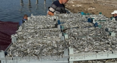 Bursa'da İznik Gölü'ne ağ atan balıkçılar 5 ton gümüş balığı yakaladı