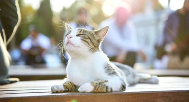 Kedilerin mırlaması: Mutluluğun ötesinde şifa veren bir melodi