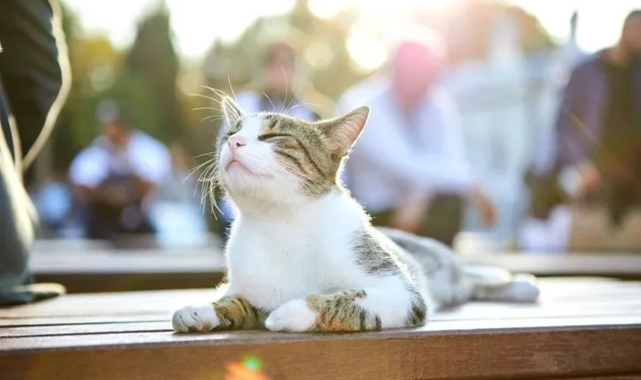 Kedilerin mırlaması: Mutluluğun ötesinde şifa veren bir melodi