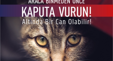 Araca binmeden önce kaputa vur