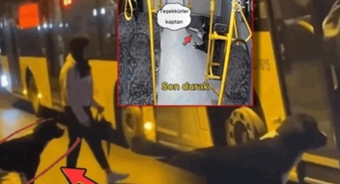 İstanbul'da 52 Durak yolculuk eden sevimli köpek