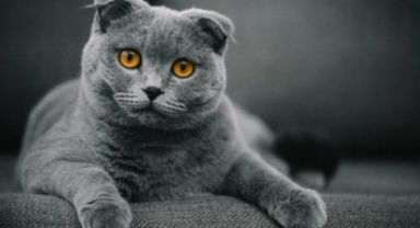 Scottish ve Sphynx kedilerin sahiplenilmesi yasaklandı
