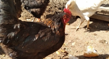 Tavuklarınızın ibik, sakal ve bacaklarında mor renk varsa dikkat