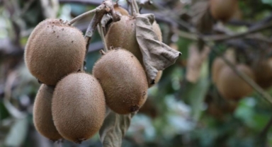 Yalova’nın Tescilli Kivisinde Hasat Heyecanı Başladı