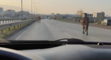 Bursa’da başıboş atlar anayolda tehlike saçtı