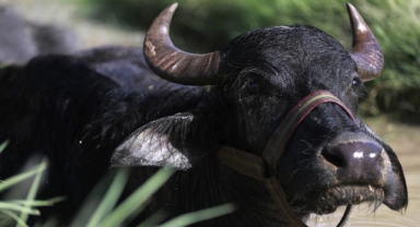 Çin, birçok ülkeden hayvansal ürün ithalatını durdurdu