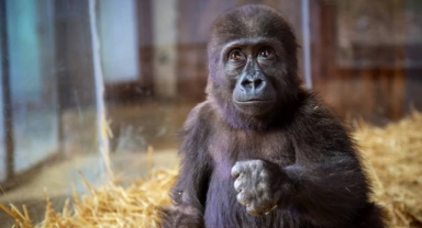 İstanbul Havalimanı'nda yavru goril için isim arayışı