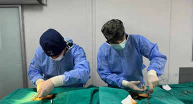 Mutlu patiler projesi: Sokaklara sevgi, hayvanlara güvence