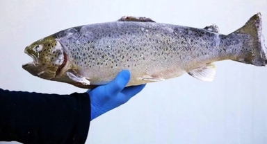 Norveç’te Somon firarı: Ekosistem için büyük tehdit