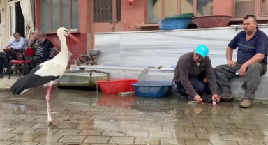 Yaren, diğer leylekleri de alıştırdı