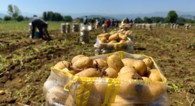 Patates ihracatı 2 ayda 114 kat arttı