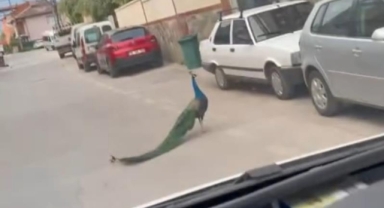 Sokak ortasında gezen tavus kuşu sürücülere ilginç anlar yaşattı