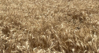 Makarnalık buğdayın tonu 2 bin 760 lira arttı