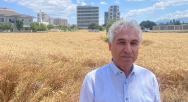 Milyon dolarlık lüks gökdelenlerin ortasında buğday hasadı