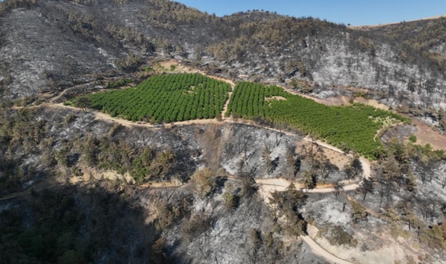 Türkiye'nin yüreğini yakan yangında yüzleri gülümseten görüntü