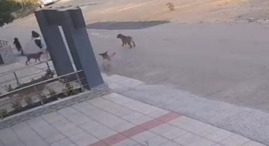 Bursa’da köpek saldırısından son anda kurtuldular