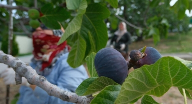 Kraliçe incirinde hasat ve ihracat başladı