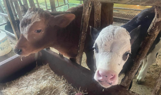 ABD Tarım Bakanlığı: 