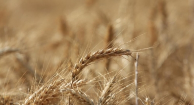 Küresel tahıl üretiminde 105 milyon tonluk rekor artış bekleniyor