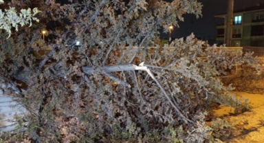 İnegöl'de rüzgarın etkisiyle ağaç devrildi