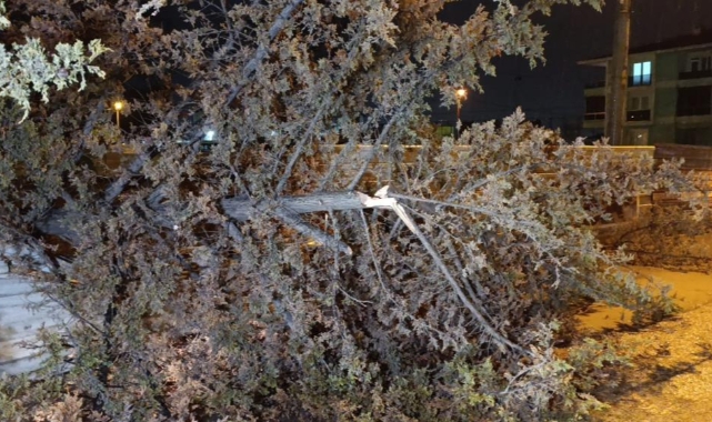 İnegöl'de rüzgarın etkisiyle ağaç devrildi