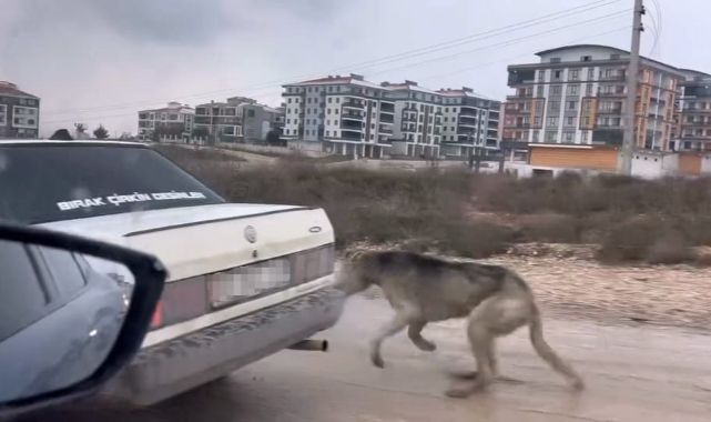 Köpeği aracın arkasına bağlayarak seyretti