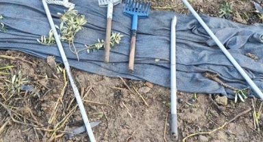 Zeytinleri dalından çaldılar