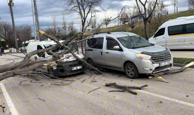 Bursa’da Lodos Facianın Eşiğine Getirdi