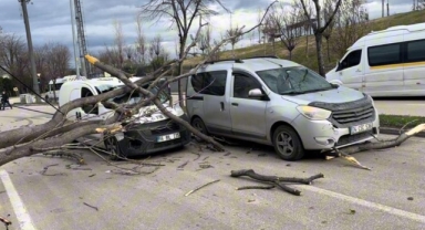 Bursa’da Lodos Facianın Eşiğine Getirdi